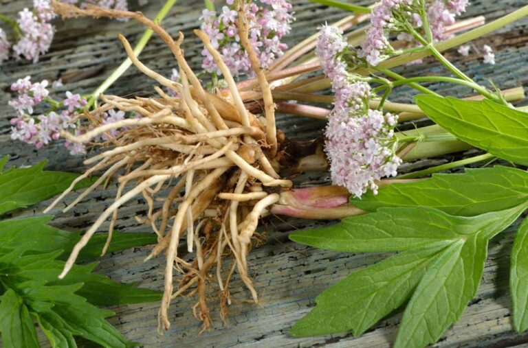 4 Potential Side Effects of Valerian Root
