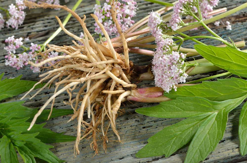 Valerian Root