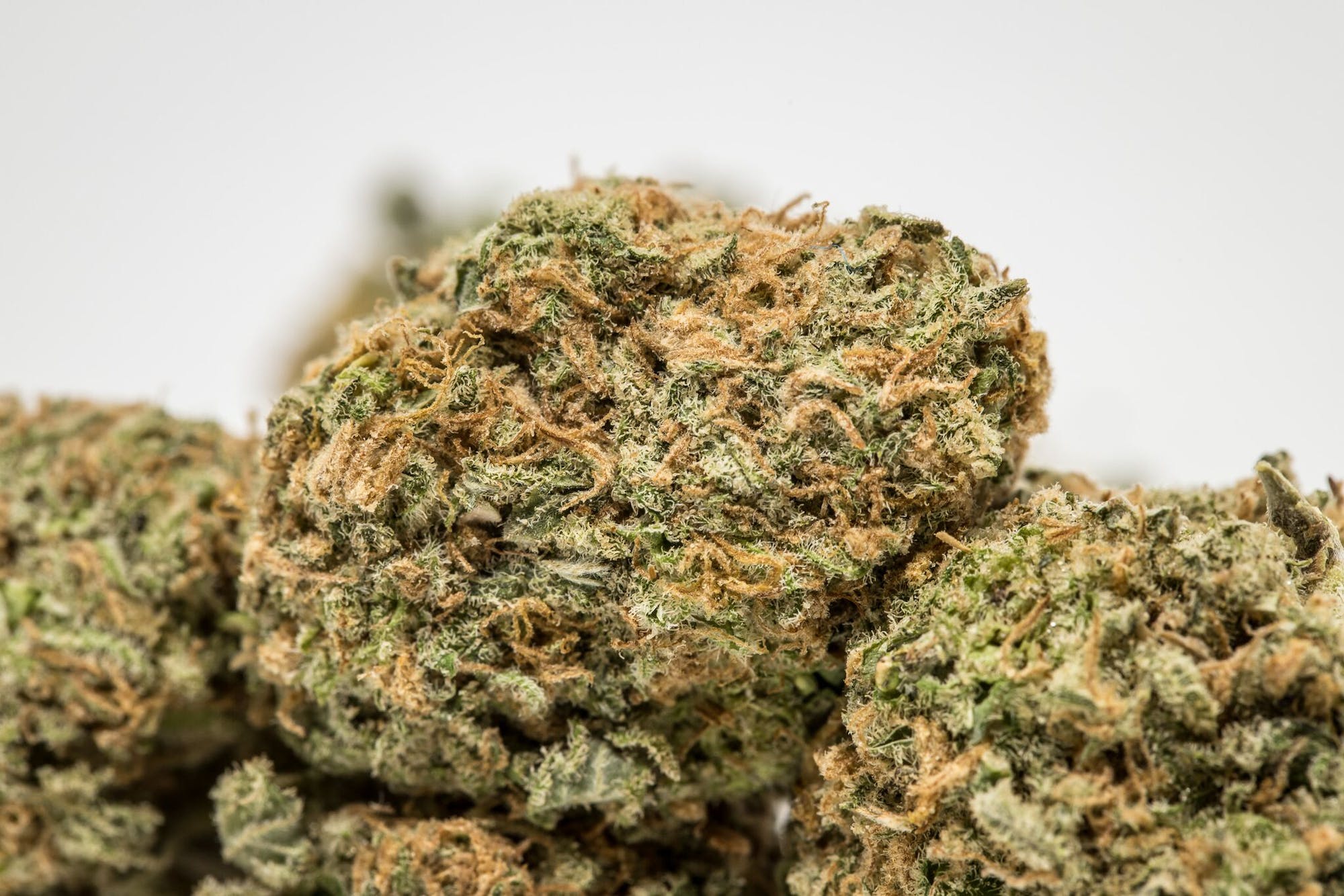 Tony Rocky Horror Marijuana Strain